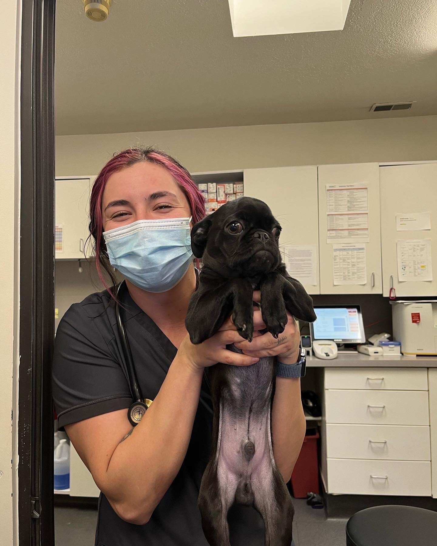 Woman holding puppy pug.