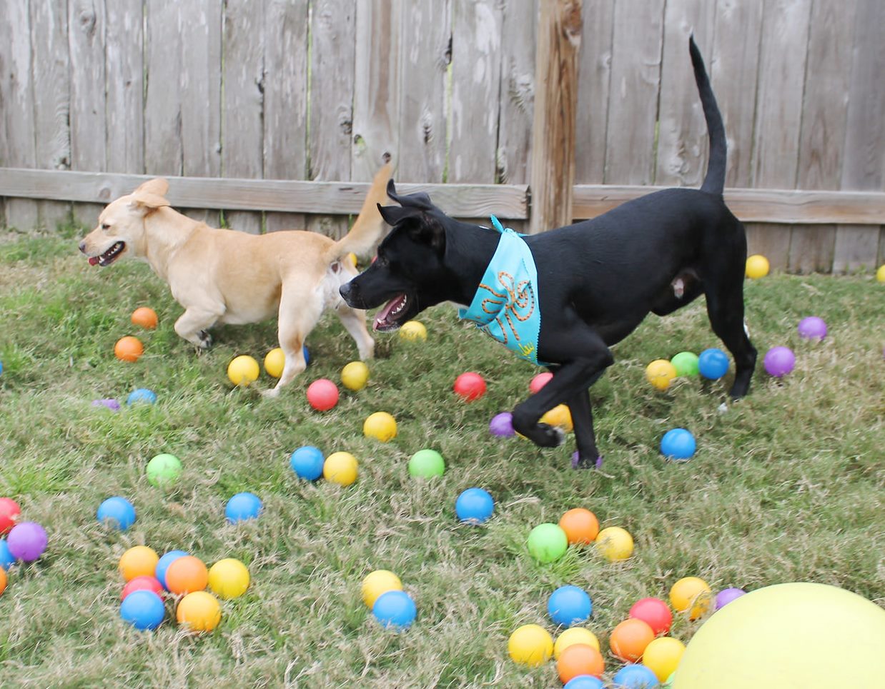 Two dogs playing with lots of balls