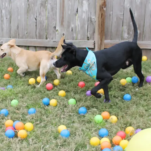 Two dogs playing with lots of balls