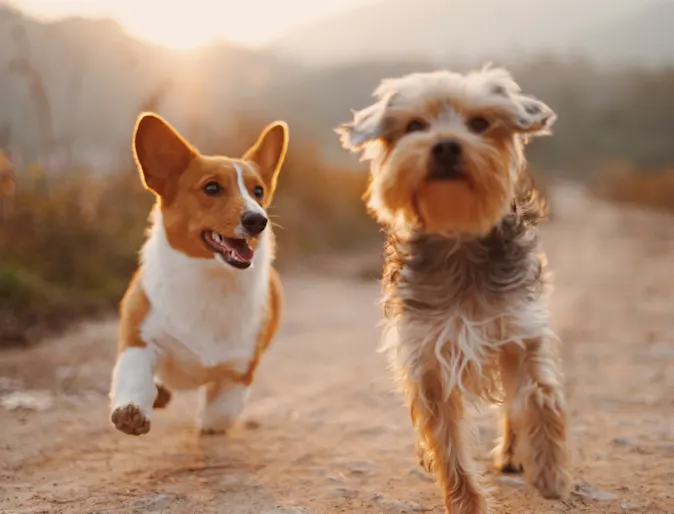Dogs running on a hiking trail Dogs running on a hiking trail