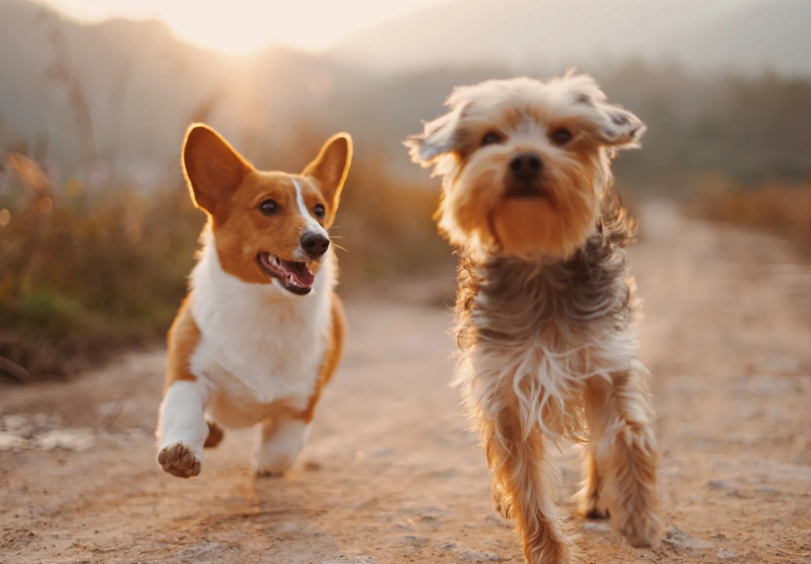 Dogs running on a hiking trail Dogs running on a hiking trail