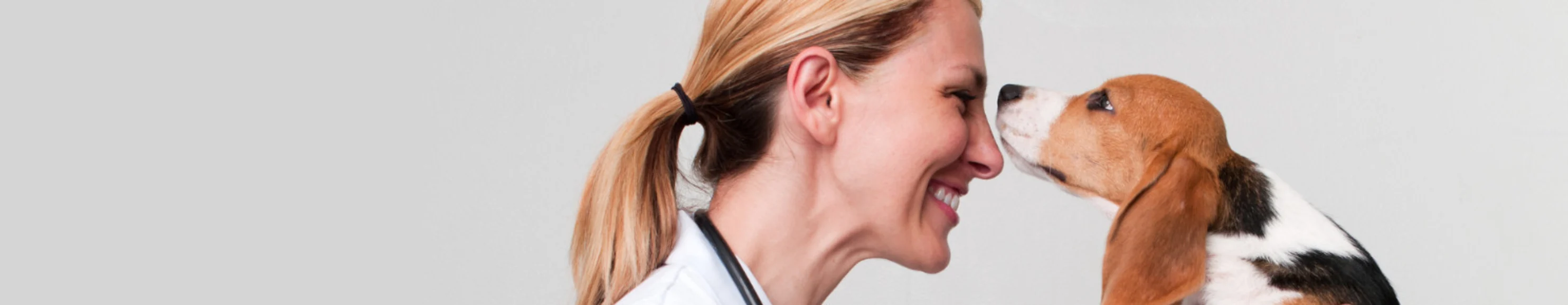 Veterinarian and Beagle face to face. Veterinarian and Beagle face to face.