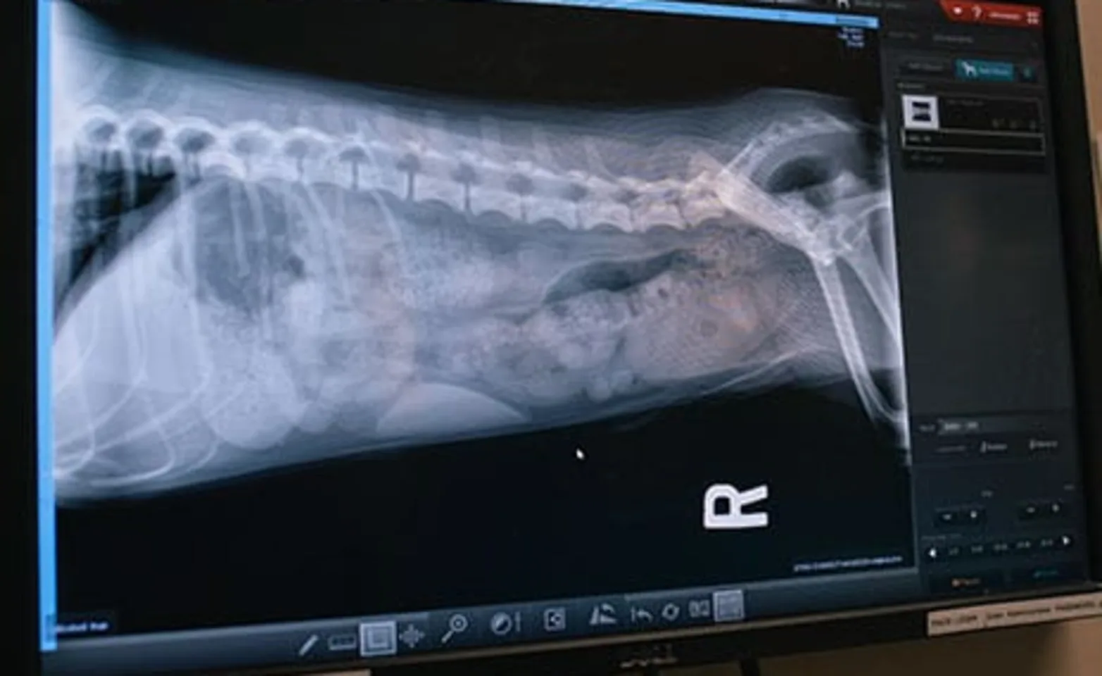 X-ray of the ribcage on screen of a pet