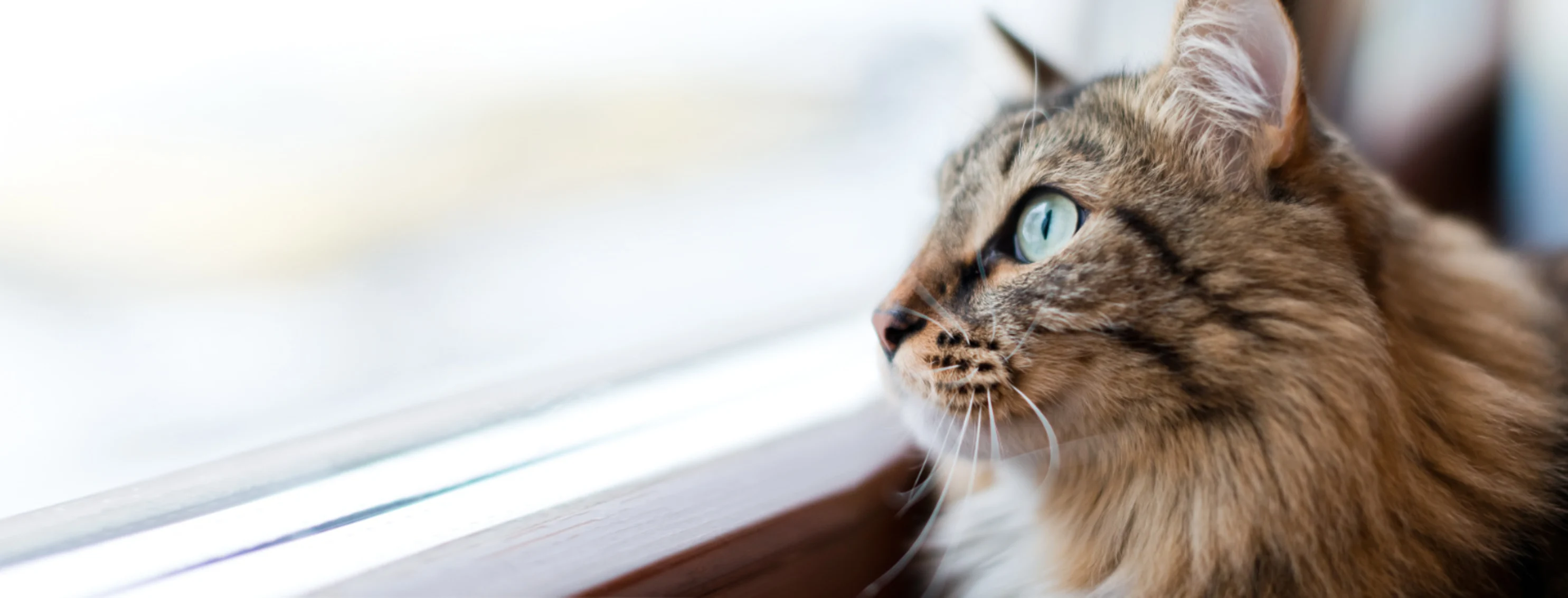 A Brown Cat Looking Out the Window at Home A Brown Cat Looking Out the Window at Home