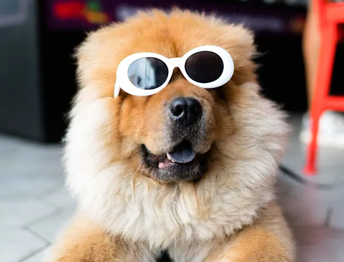 A fluffy brown dog wearing white sunglasses indoors