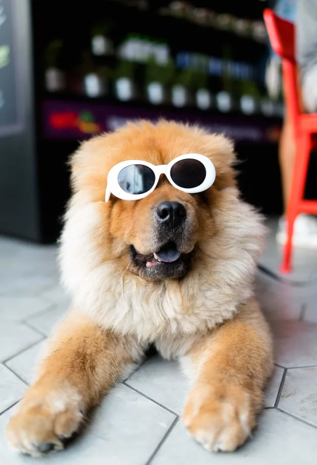 A fluffy brown dog wearing white sunglasses indoors A fluffy brown dog wearing white sunglasses indoors