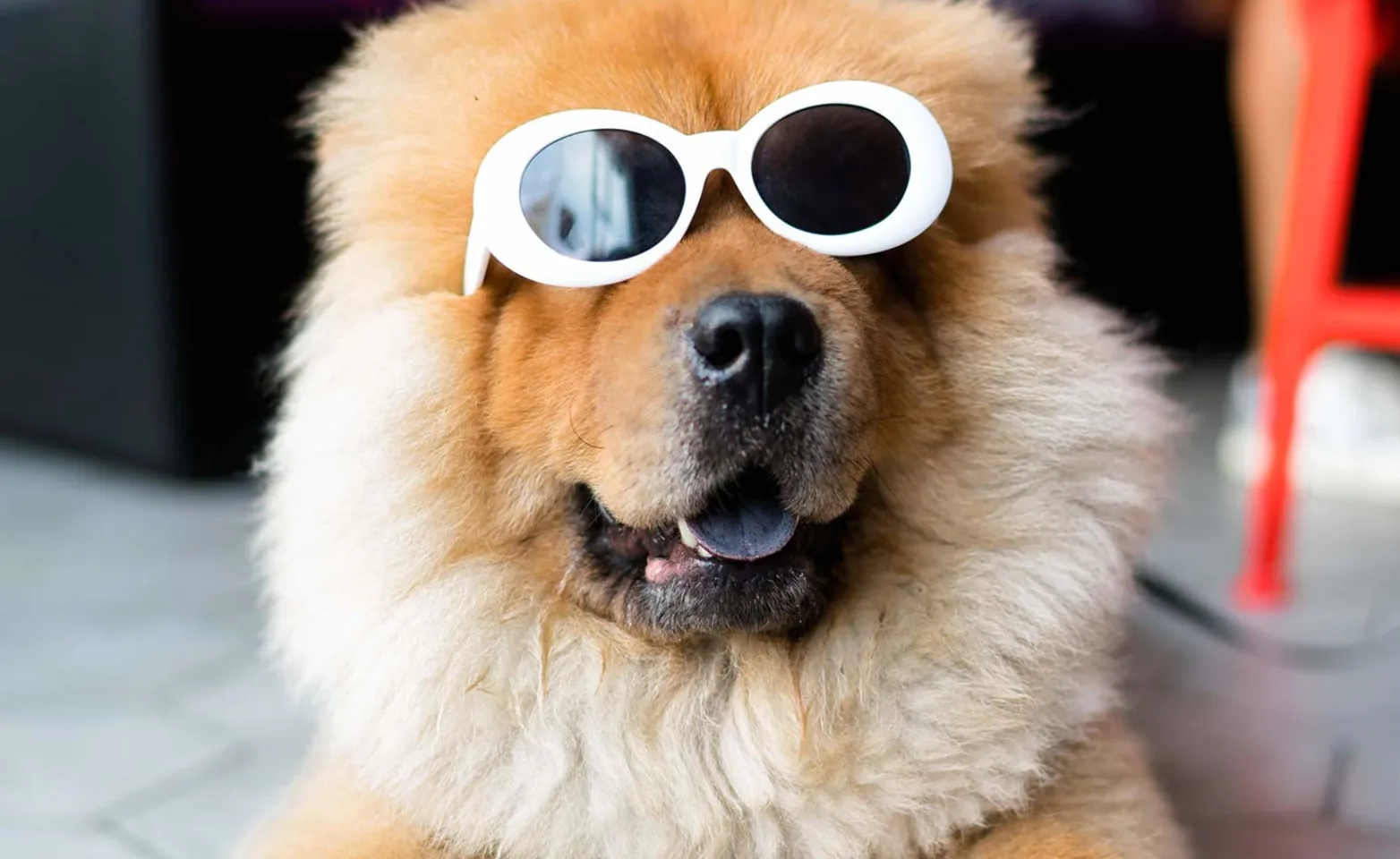 A fluffy brown dog wearing white sunglasses indoors