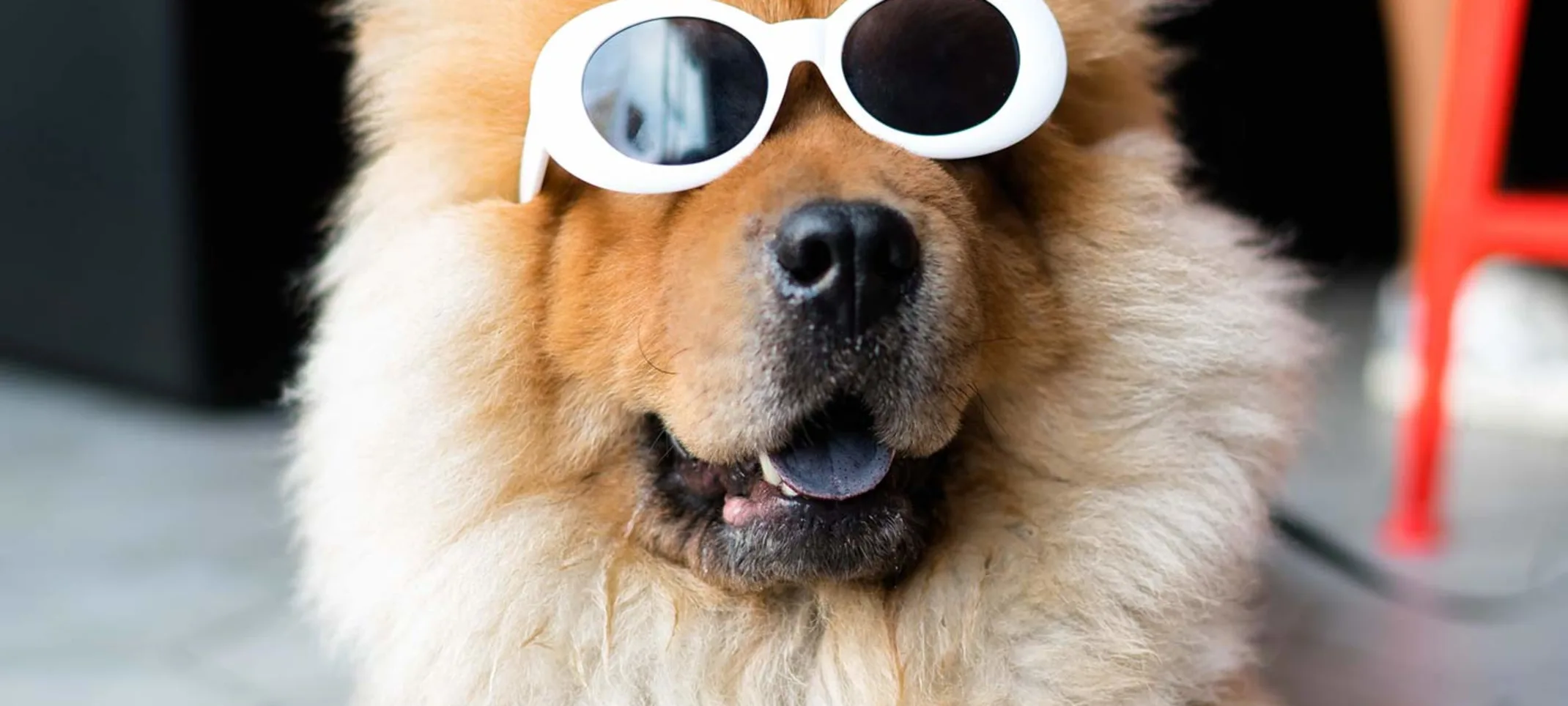 A fluffy brown dog wearing white sunglasses indoors