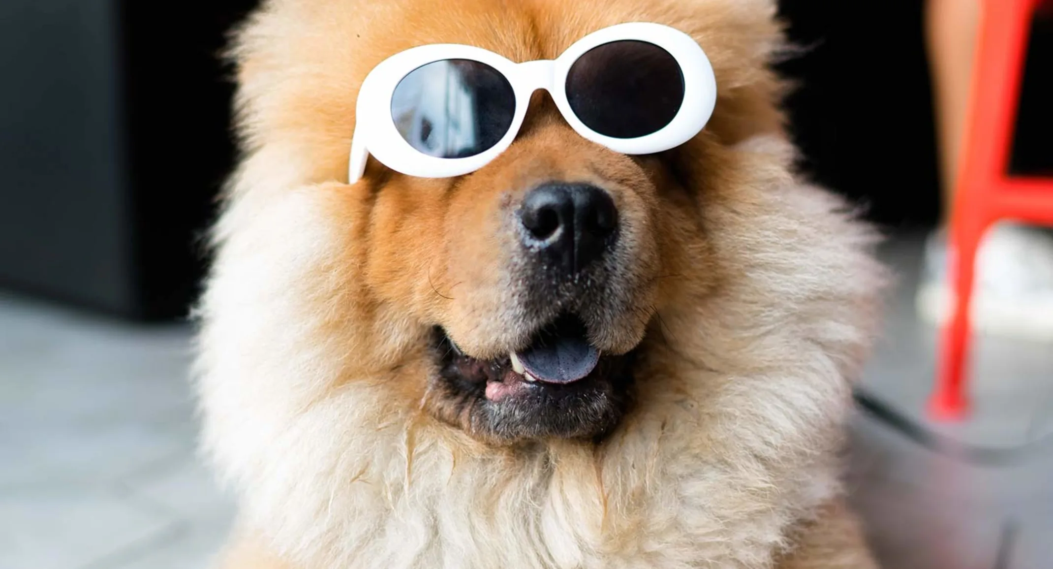 A fluffy brown dog wearing white sunglasses indoors A fluffy brown dog wearing white sunglasses indoors