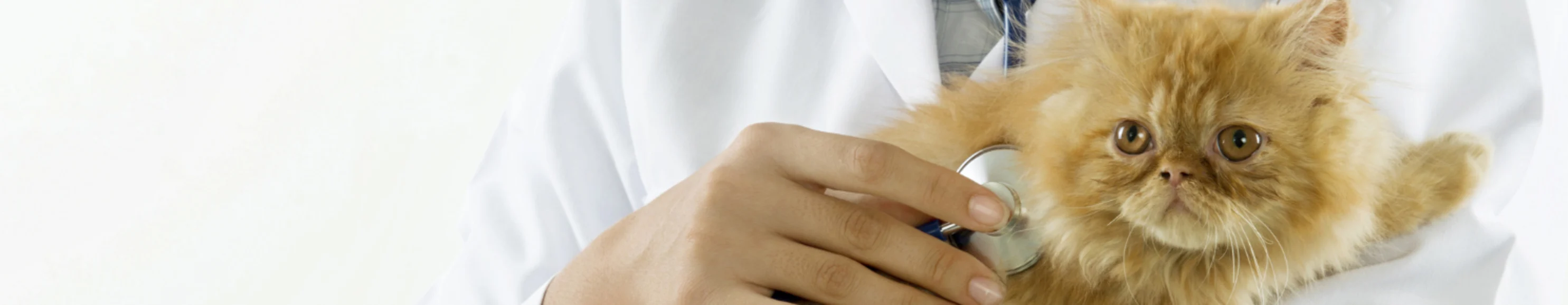 Yellow Cat being held Animal Specialty Center Yellow Cat being held Animal Specialty Center