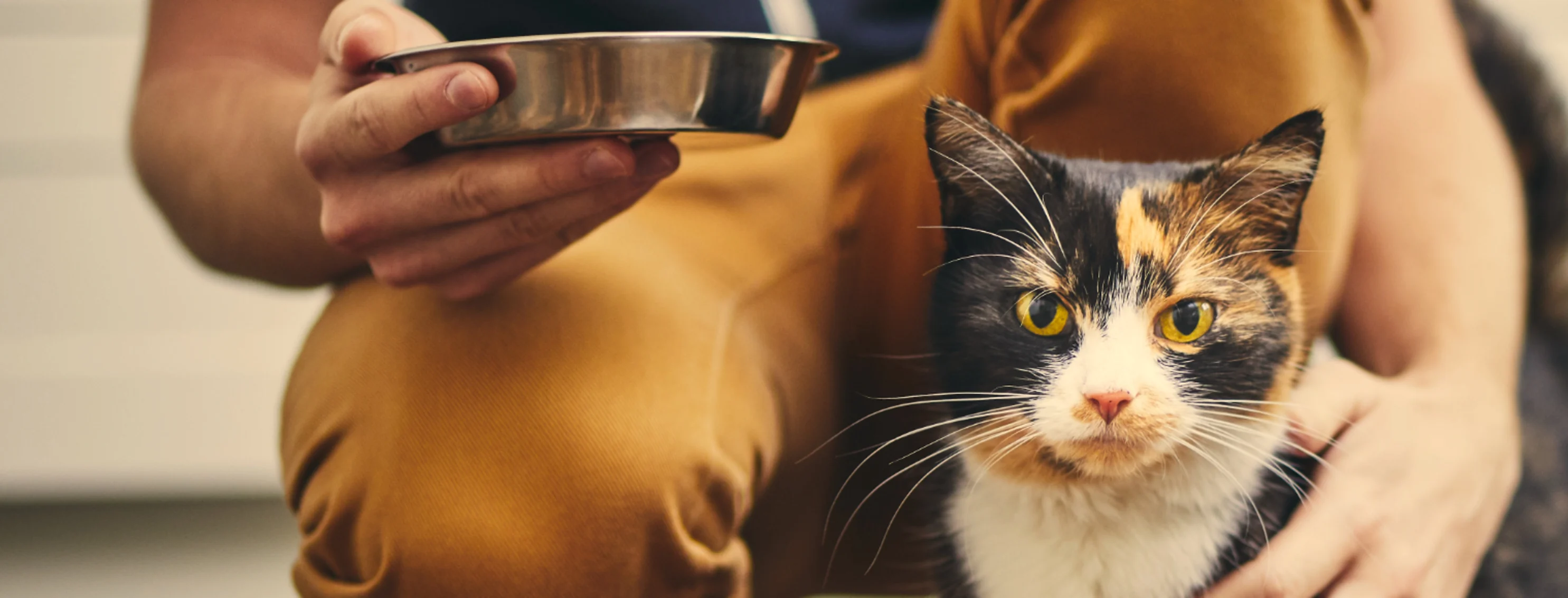 A cat being petted by a human before getting a bowl of food A cat being petted by a human before getting a bowl of food