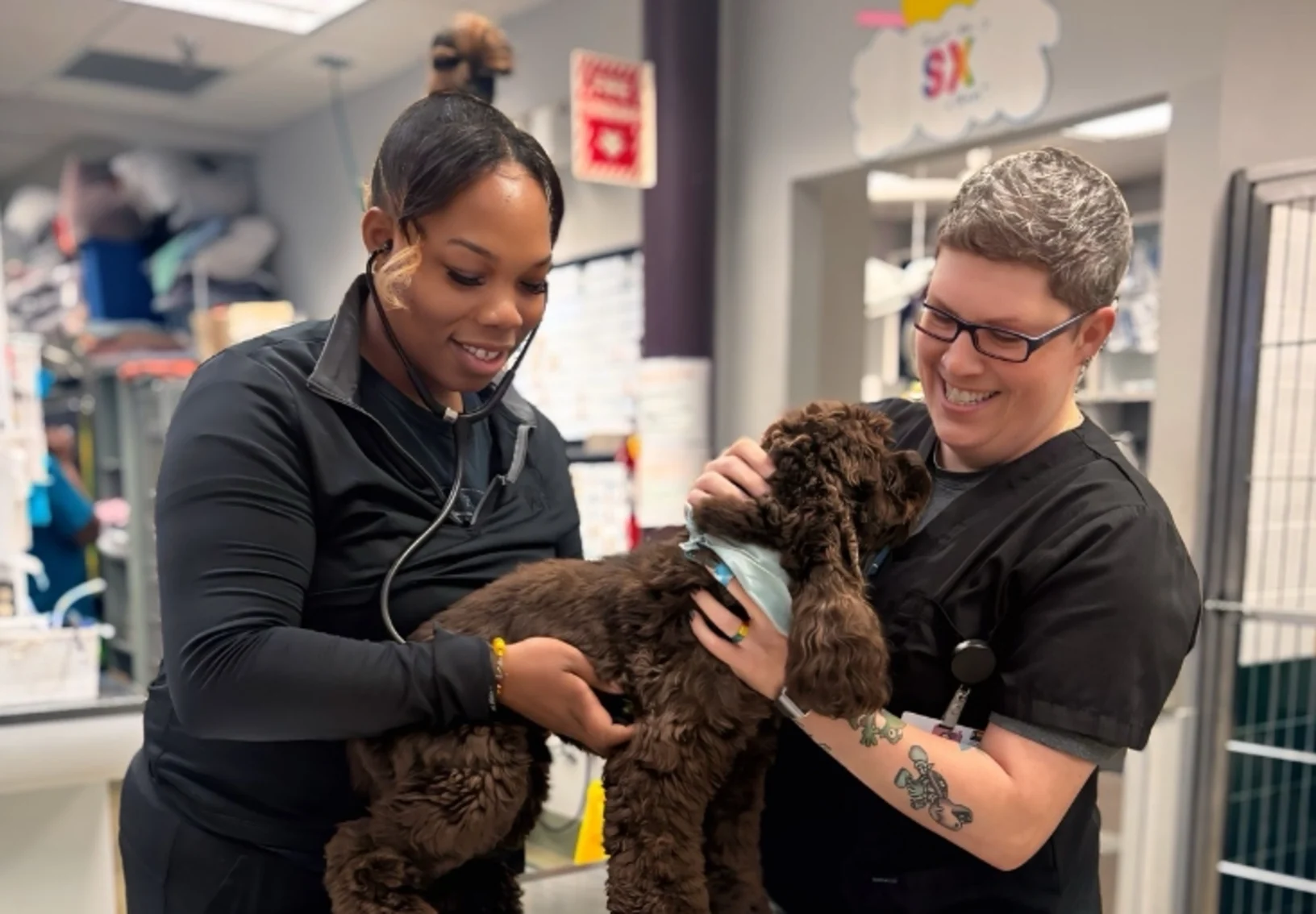 2 vets examining a dog. 2 vets examining a dog.