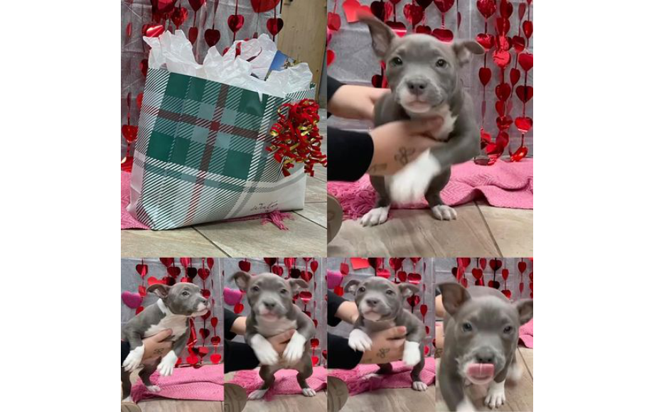 Stormi the puppy, January Pet of the Month Winner