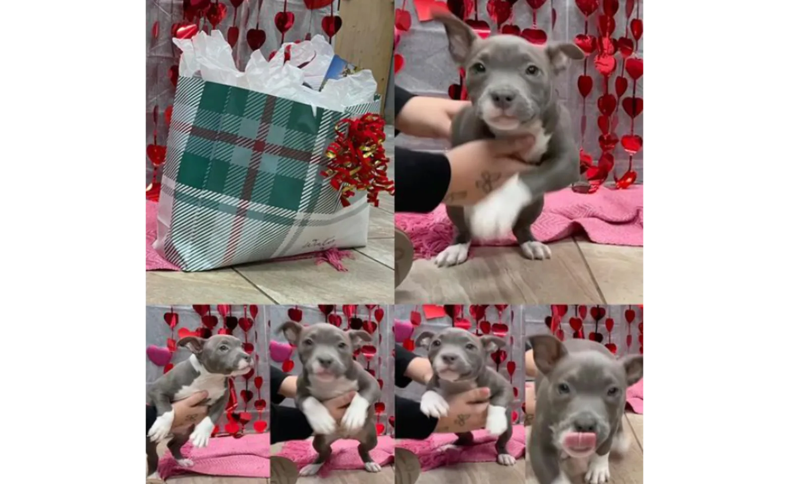 Stormi the puppy, January Pet of the Month Winner Stormi the puppy, January Pet of the Month Winner