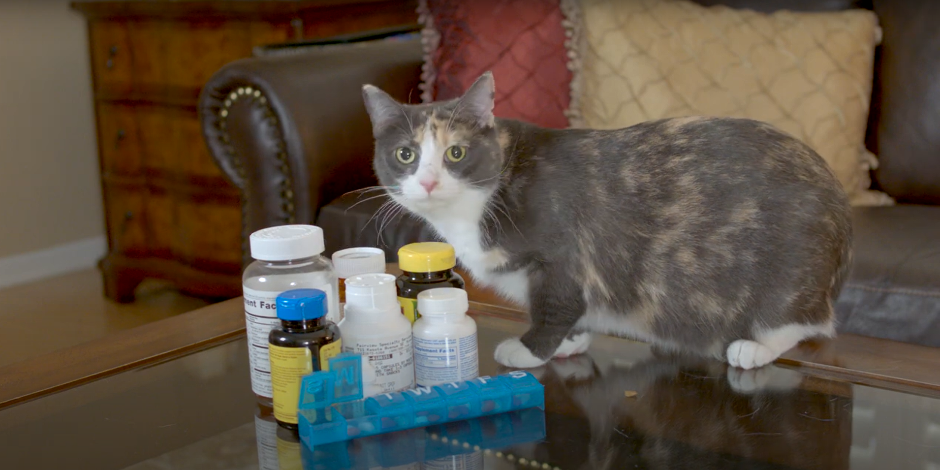 Cat sitting on a table with medications