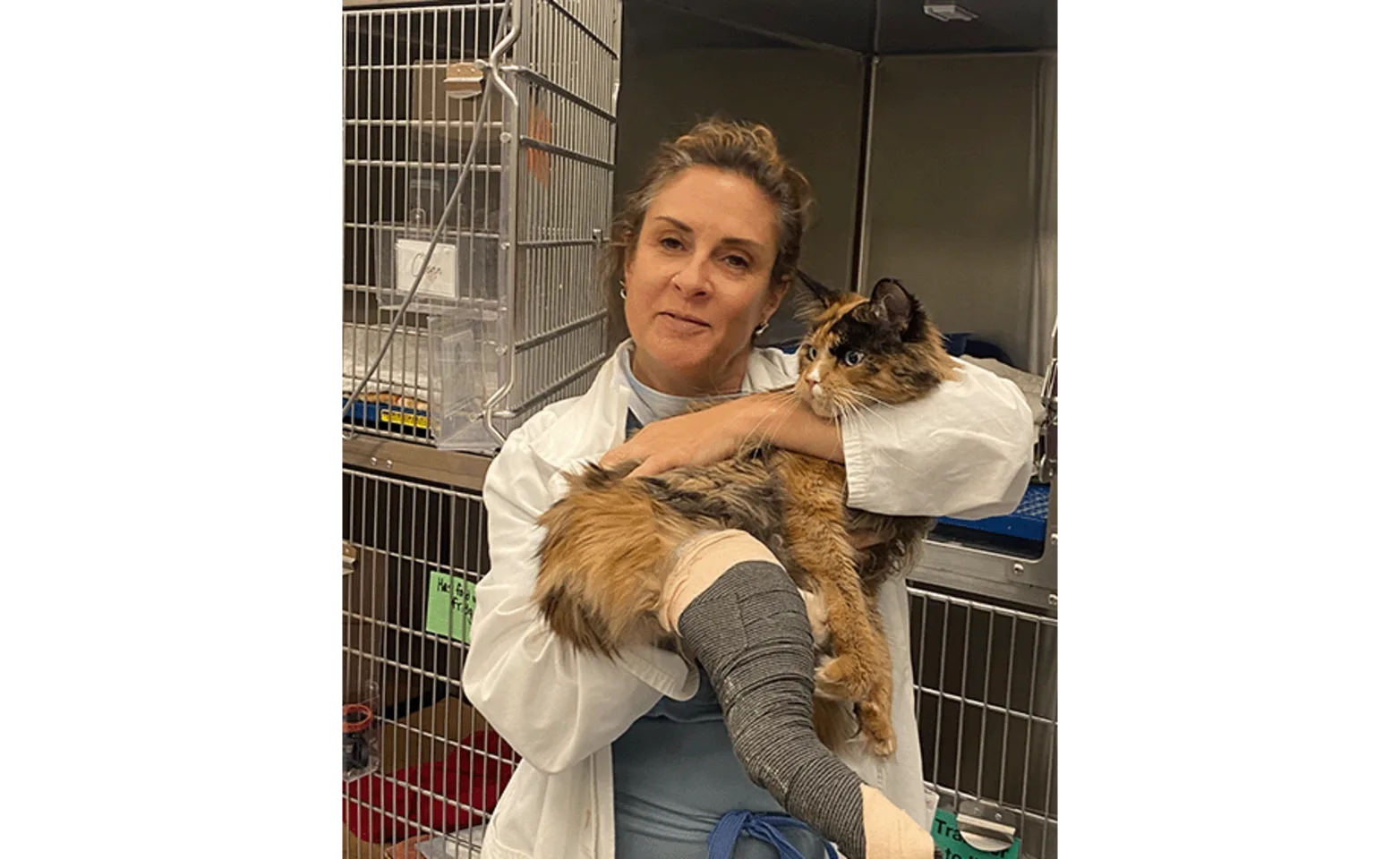 Veterinarian holding a cat with a leg cast brace Veterinarian holding a cat with a leg cast brace