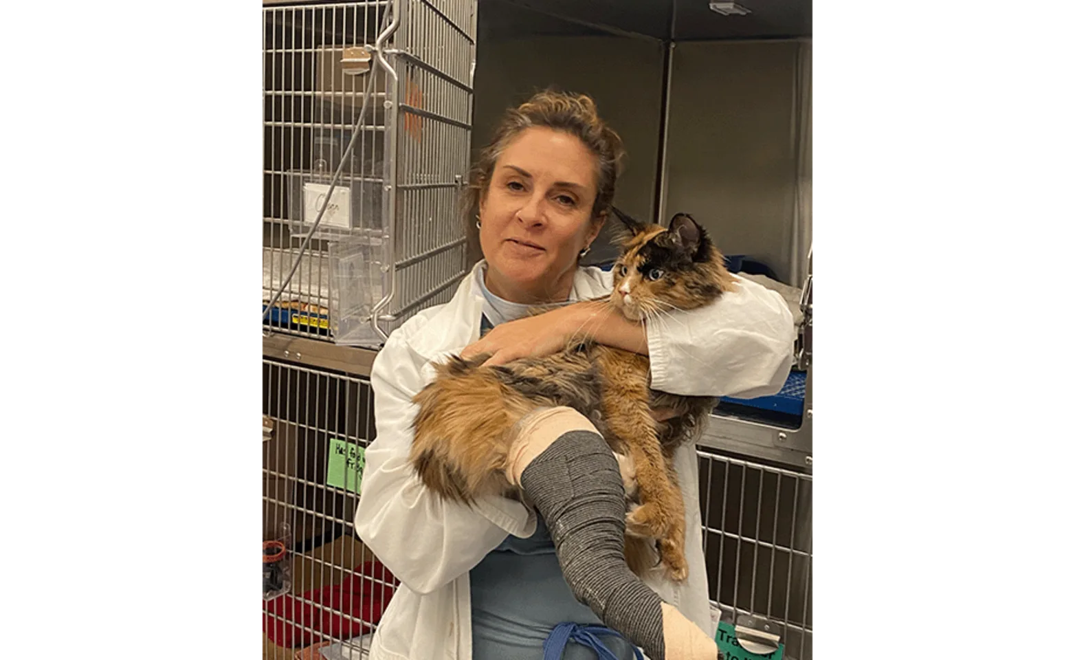 Veterinarian holding a cat with a leg cast brace