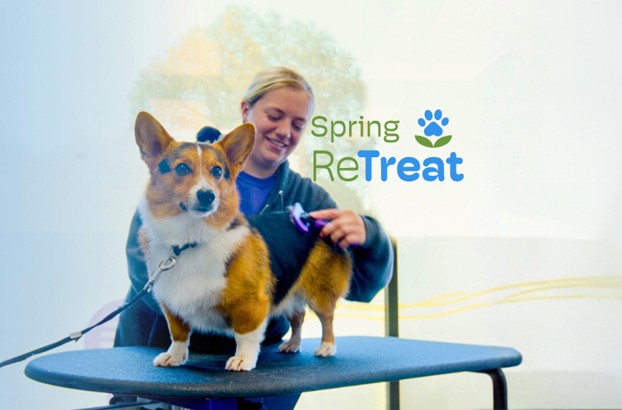 Corgi being groomed on table