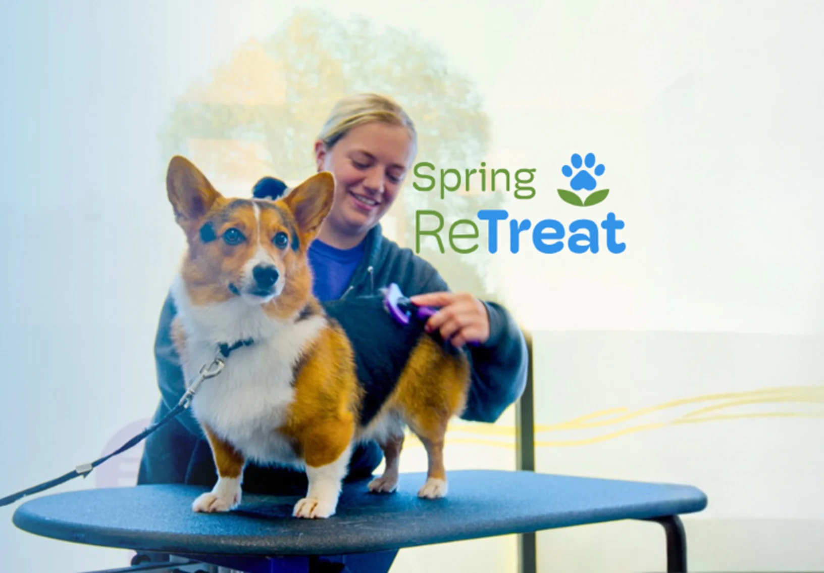 Corgi being groomed on table Corgi being groomed on table