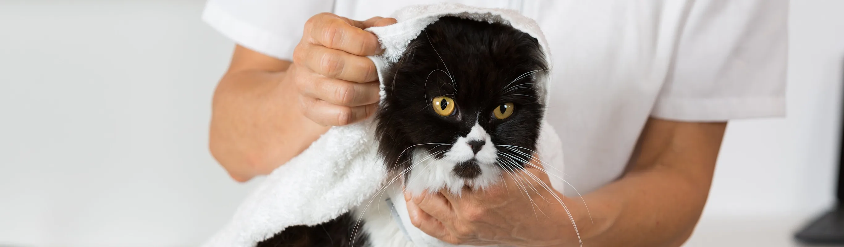 Cat being dried off with towel Cat being dried off with towel