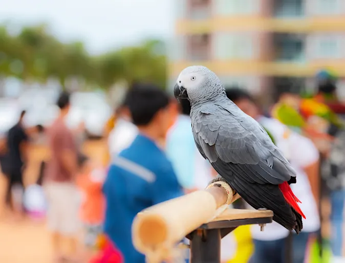 Parrot in town sitting on a perch Parrot in town sitting on a perch