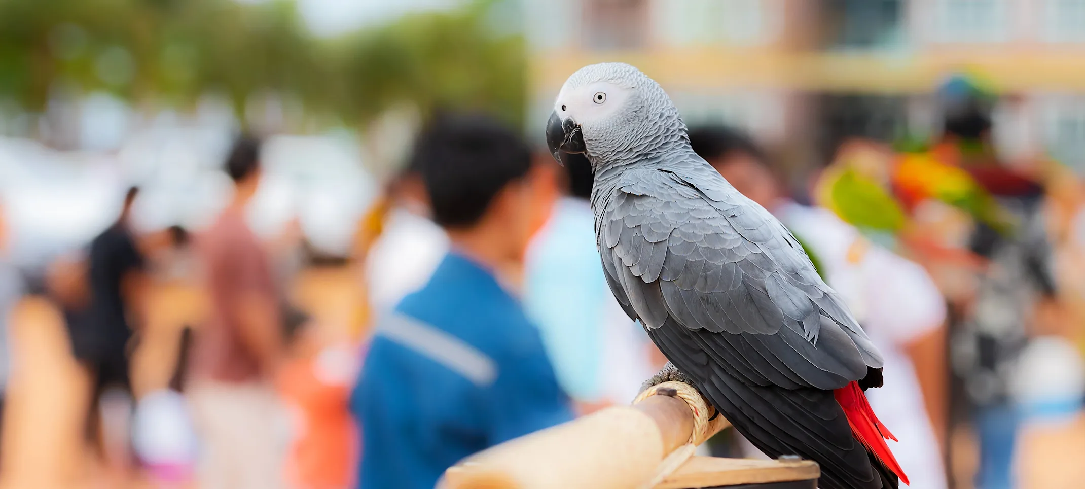Parrot in town sitting on a perch Parrot in town sitting on a perch