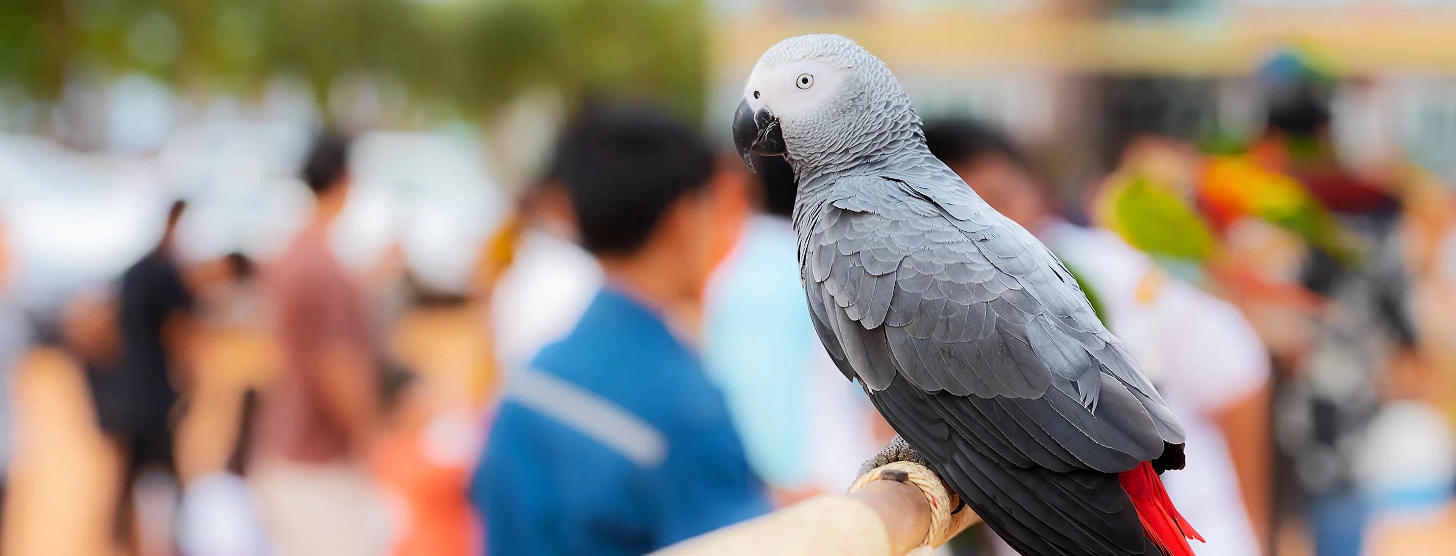 Parrot in town sitting on a perch