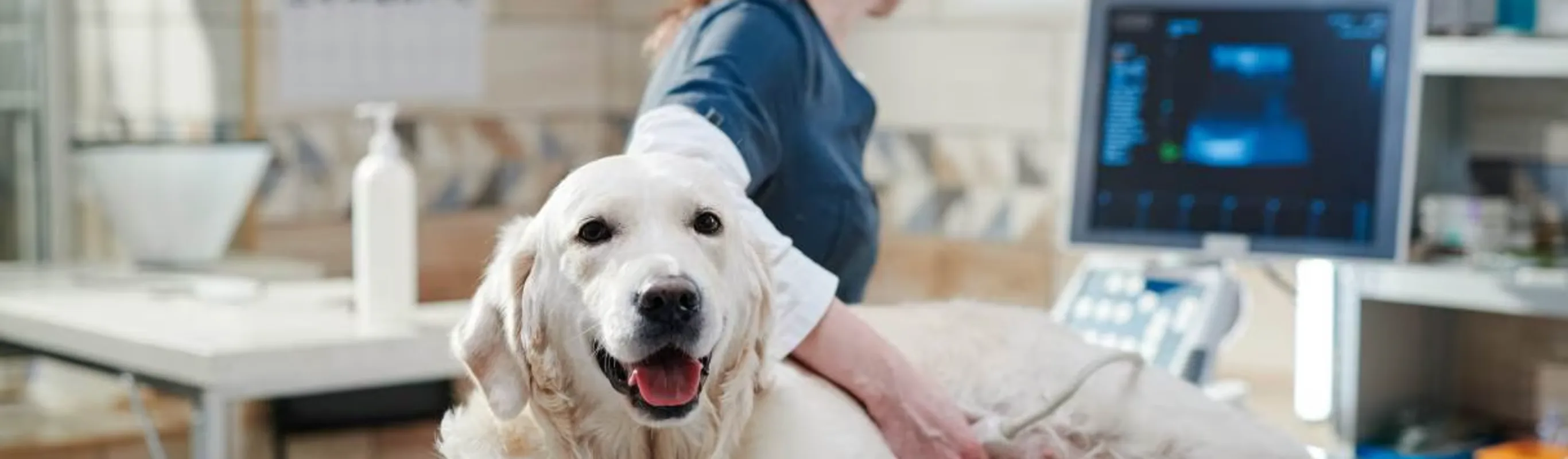 Photo of a white dog being treated by a vet Photo of a white dog being treated by a vet