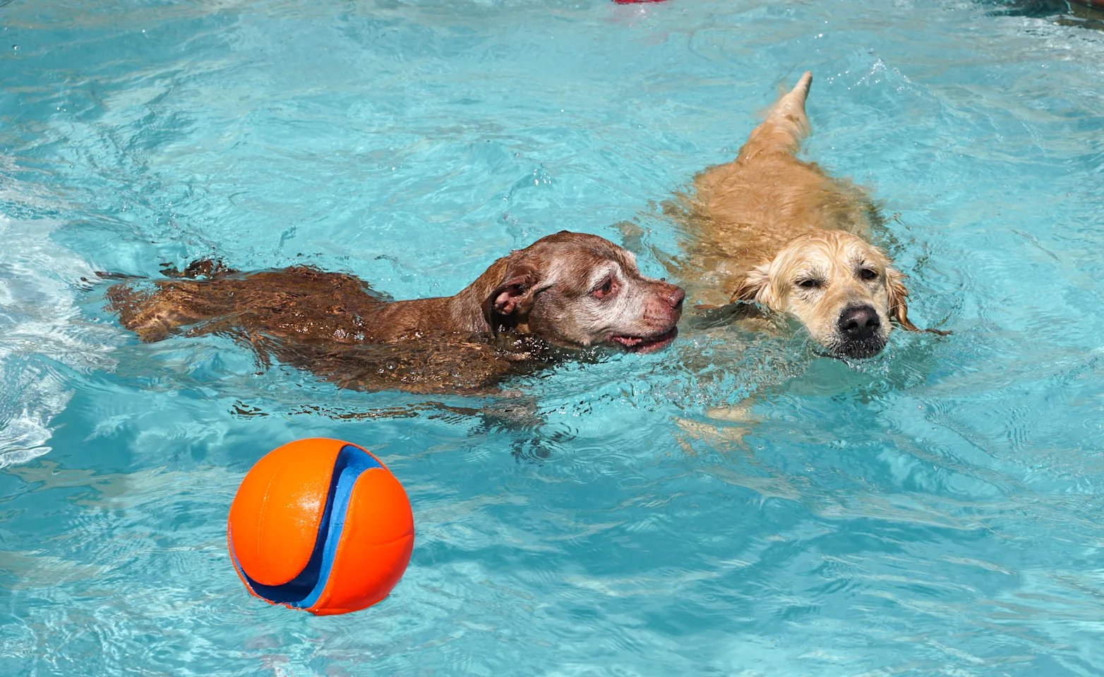 Dog standing in pool with water dripping