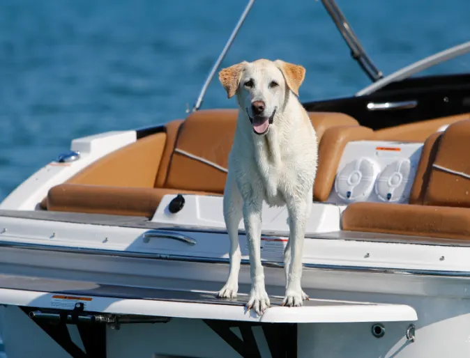 Dog on motorboat
