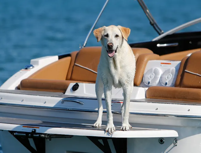 Dog on motorboat Dog on motorboat