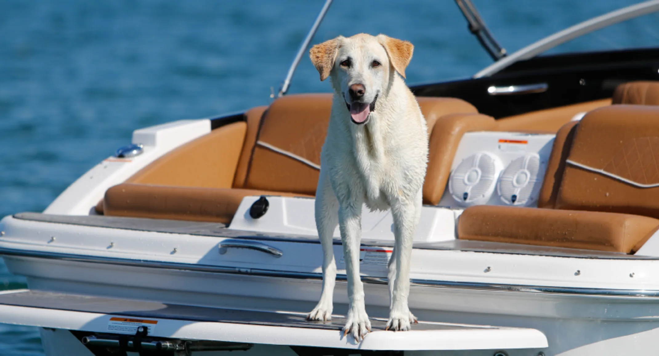 Dog on motorboat Dog on motorboat