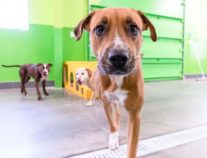 3 dogs playing at PetSuites daycare 3 dogs playing at PetSuites daycare