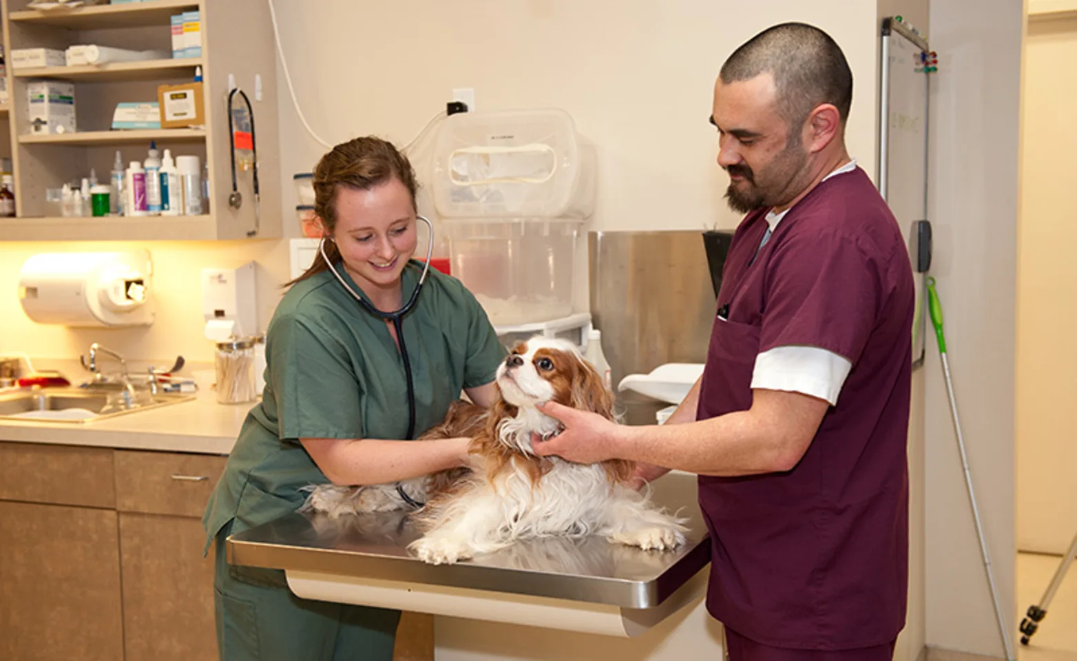 Veterinary technicians with dog on table Veterinary technicians with dog on table