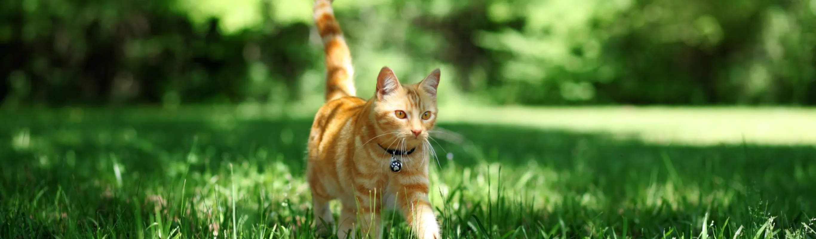 Orange cat walking through grass Orange cat walking through grass