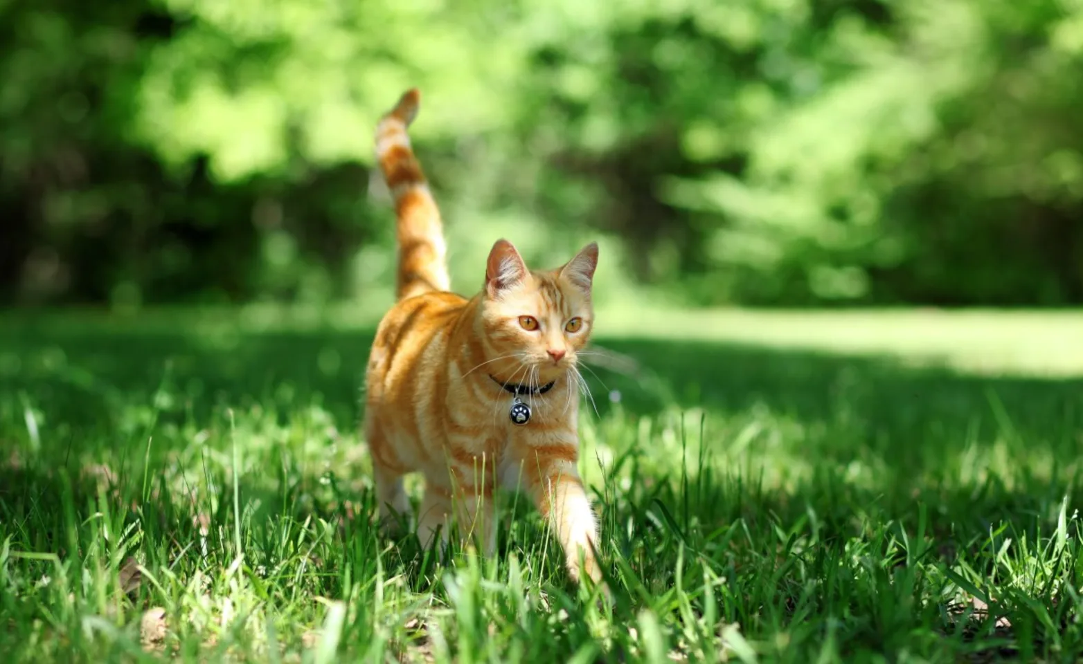 Orange cat walking through grass Orange cat walking through grass