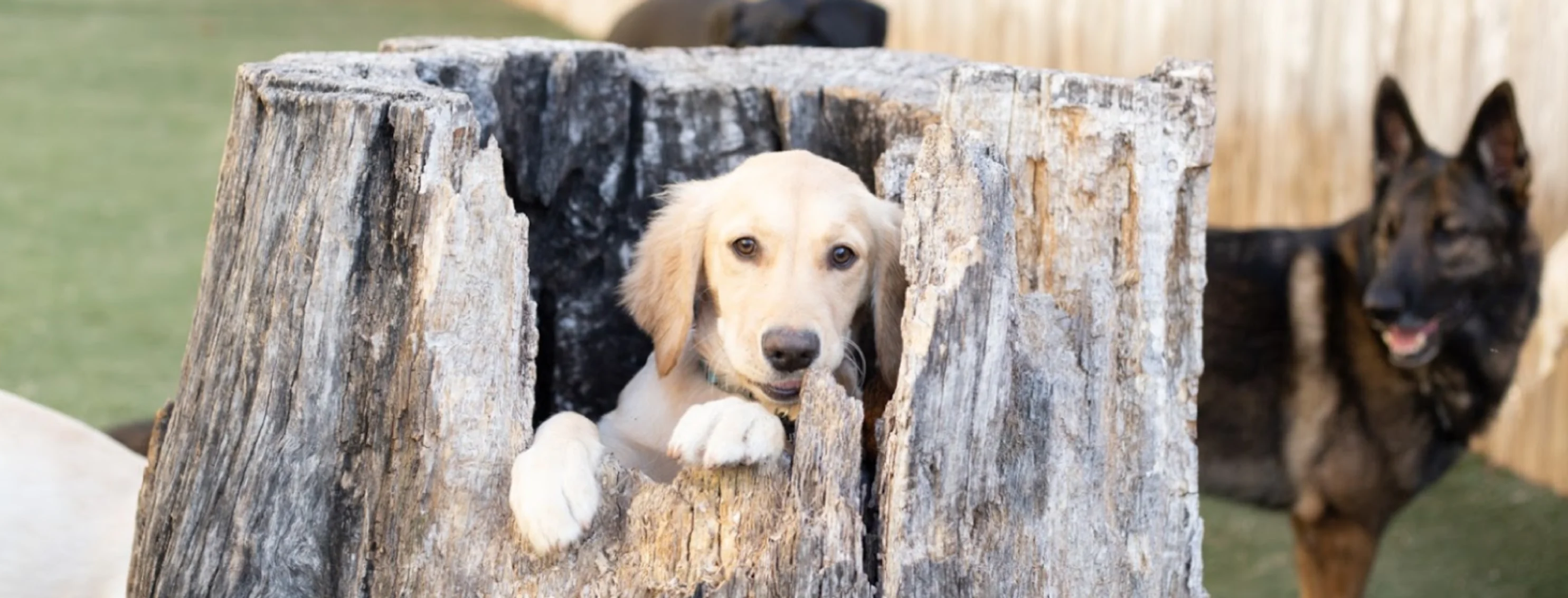 Puppy in tree trunk Puppy in tree trunk