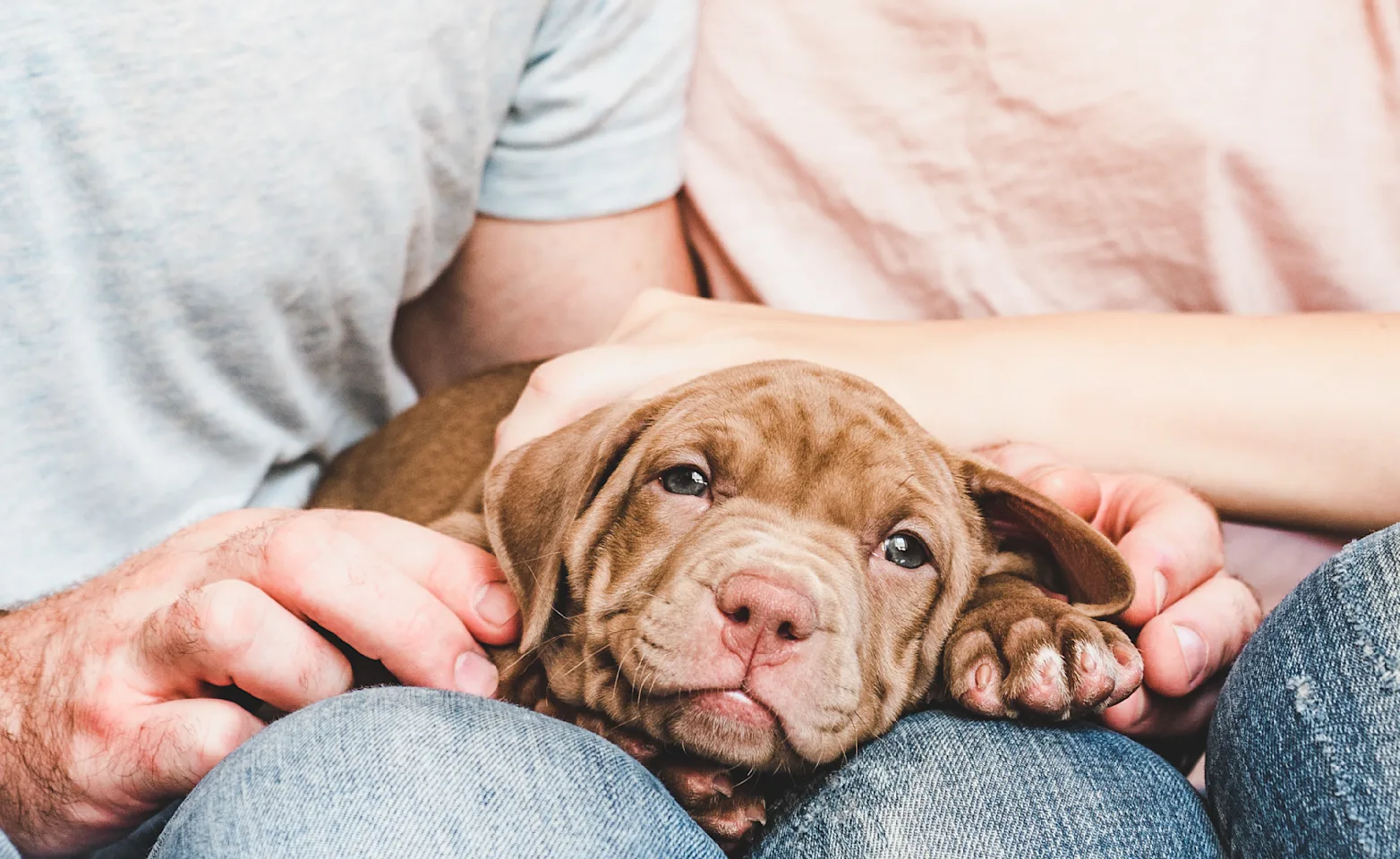 family with a new puppy