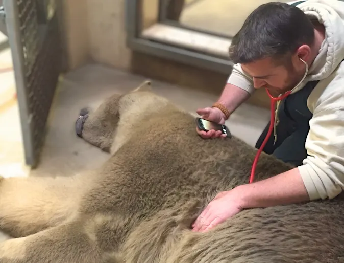 Stoughton Veterinary Service Animal Hospital delivers polar bear to his new home Stoughton Veterinary Service Animal Hospital delivers polar bear to his new home