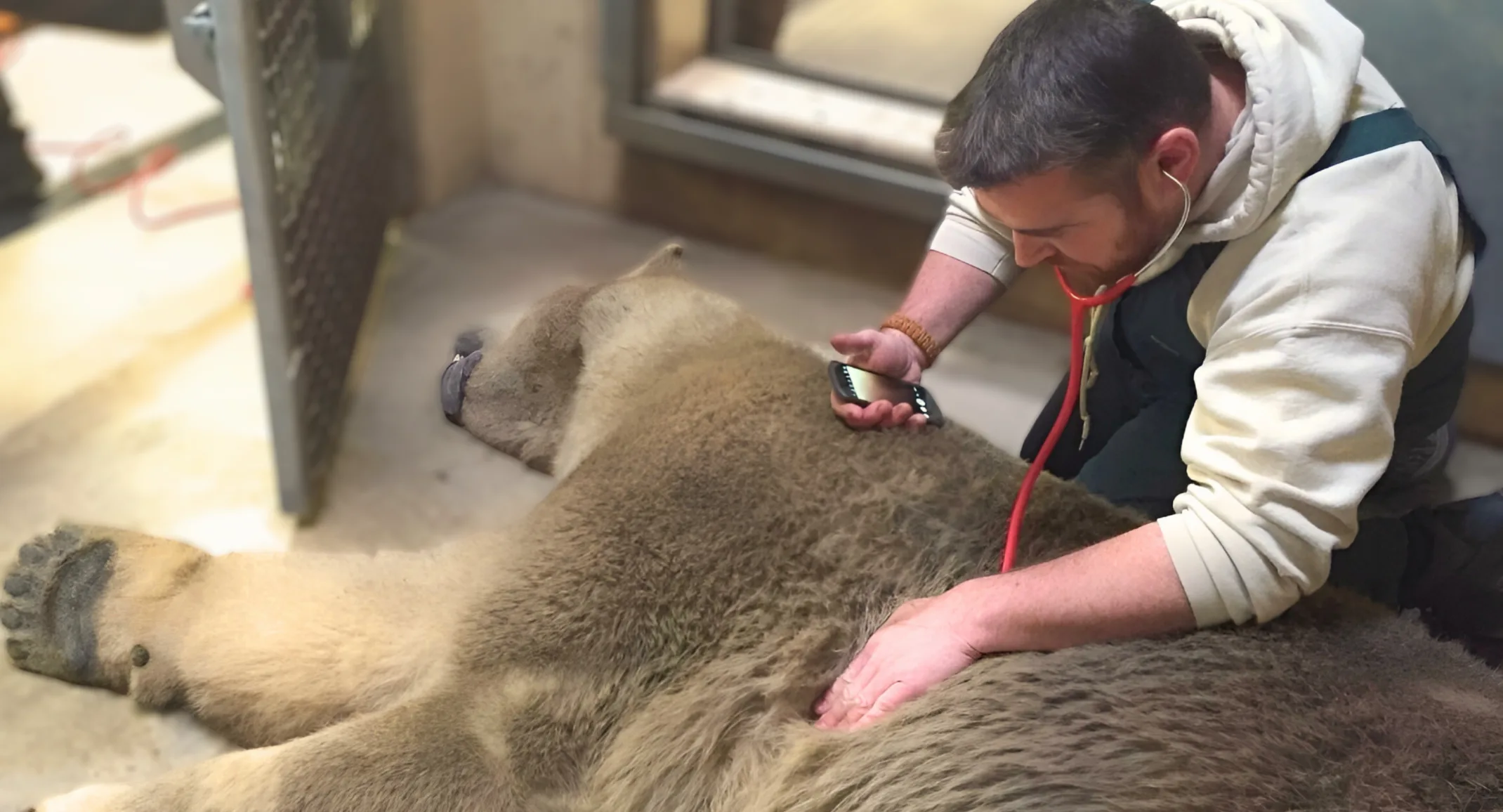 Stoughton Veterinary Service Animal Hospital delivers polar bear to his new home Stoughton Veterinary Service Animal Hospital delivers polar bear to his new home