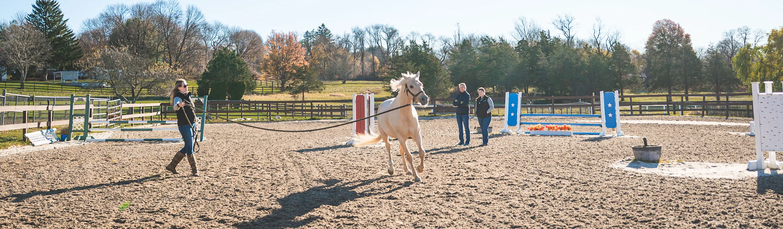 horse running around the barn horse running around the barn