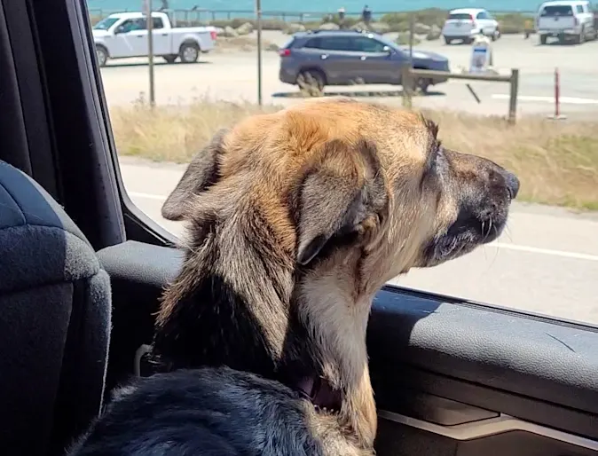 Farrah the dog staring out of a car window Farrah the dog staring out of a car window
