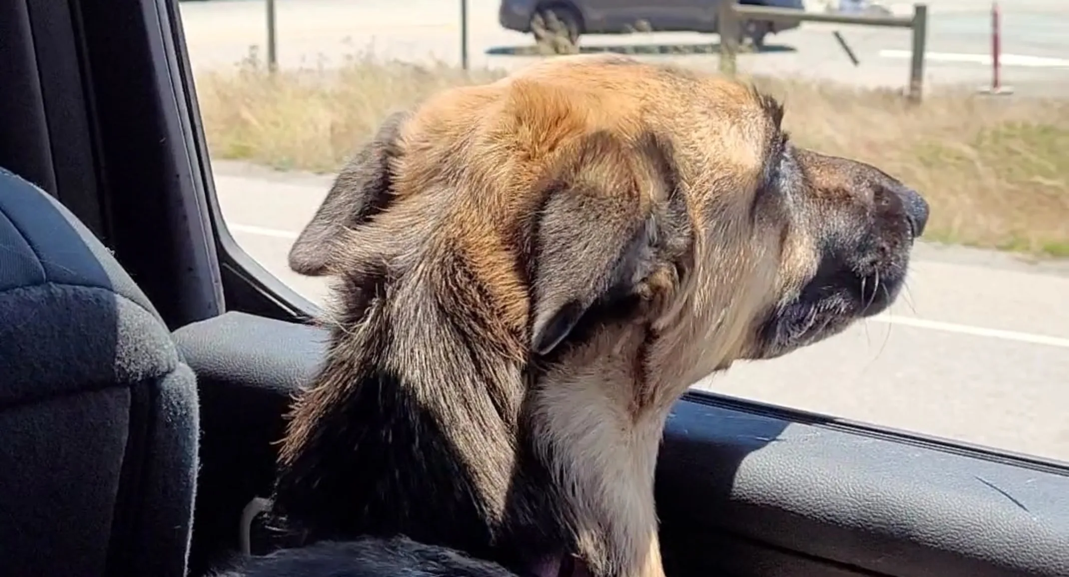 Farrah the dog staring out of a car window Farrah the dog staring out of a car window