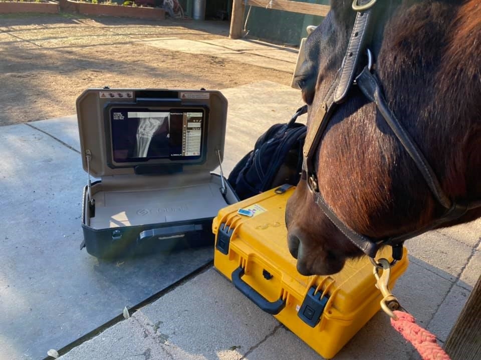 A Brown Horse Looking at Its X-Ray