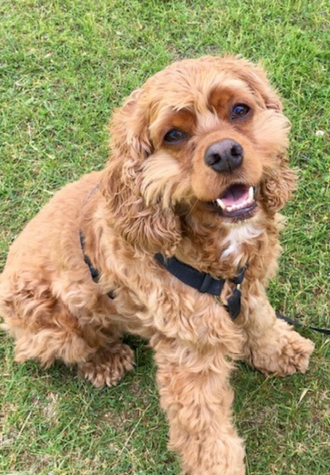 Brown Dog with Black Leash Sitting on Grass