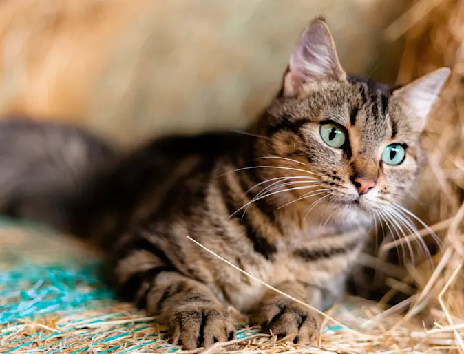 Cat laying on hay