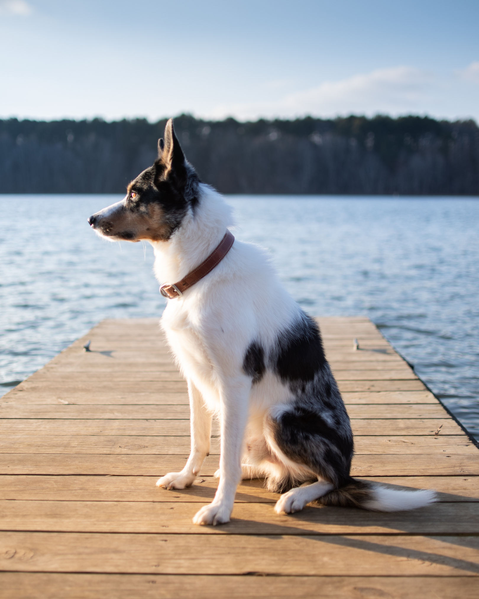 Dog sitting on a lake deck