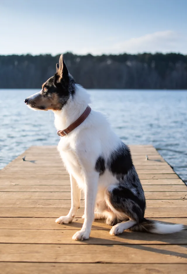 Dog sitting on a lake deck Dog sitting on a lake deck