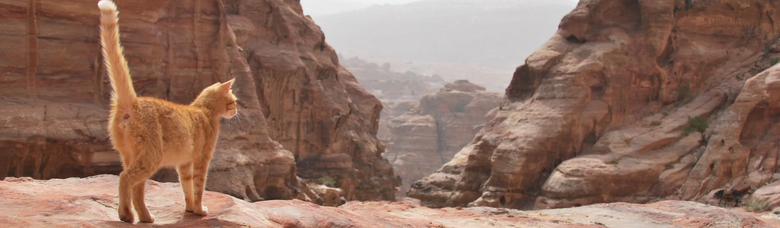Cat in a canyon Cat in a canyon