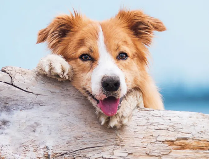 Dog on wood with tongue out at beach